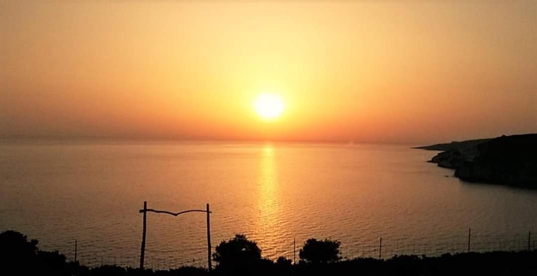 Araucaria * Tsilivi (Zakynthos)